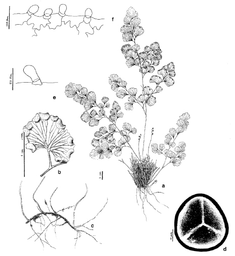 Multequina - Licofitas y Helechos de Mendoza