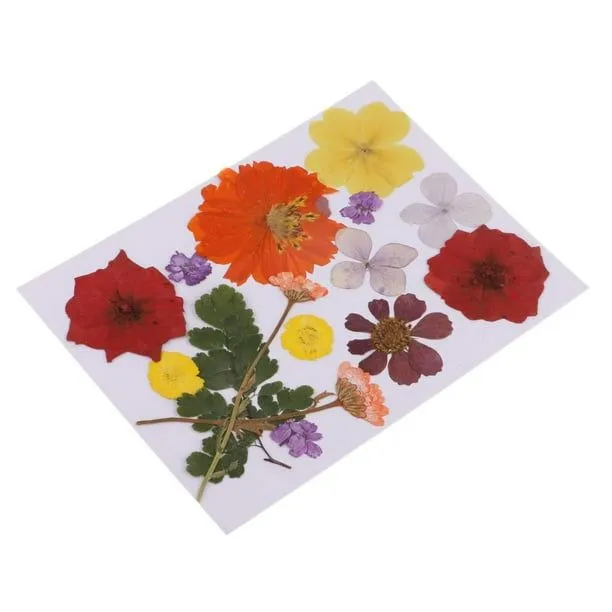 Múltiples flores secas prensadas reales Hojas Adorno floral Decoración de  bricoje de álbum de recort Macarena Flores secas prensadas reales | Walmart  en línea