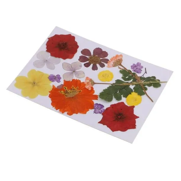 Múltiples flores secas prensadas reales Hojas Adorno floral Decoración de  bricoje de álbum de recort Macarena Flores secas prensadas reales | Walmart  en línea