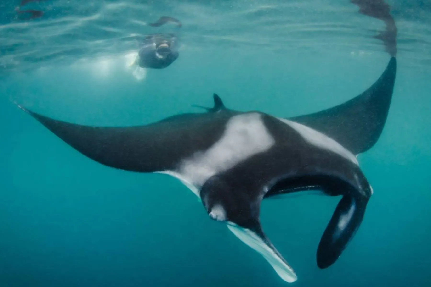 Día Mundial de los Océanos: conoce la extraordinaria riqueza biológica del mar  peruano | Noticias | Agencia Peruana de Noticias Andina