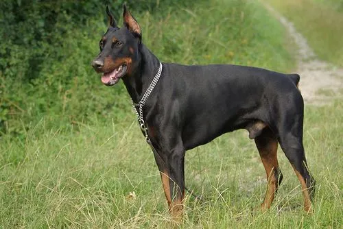 EL MUNDO ANIMAL: doberman no es cierto que se vuelvan locos