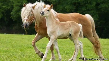 Mundo animal | DW.COM