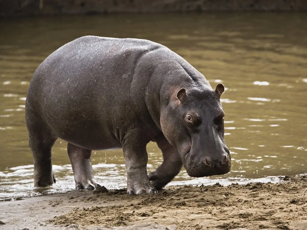 EL MUNDO ANIMAL: EL HIPOPOTAMO