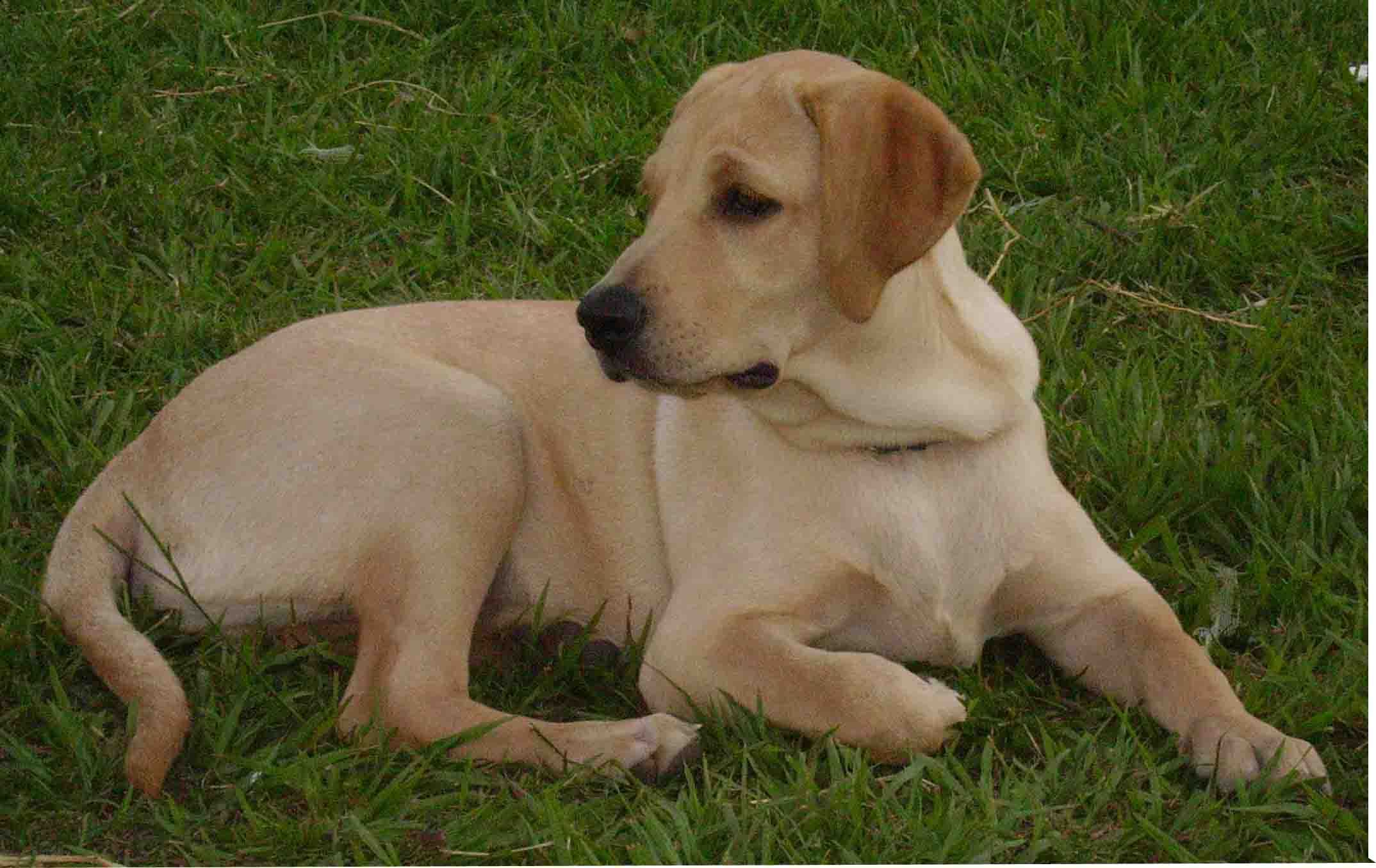 EL MUNDO ANIMAL: LABRADOR RETRIEVER