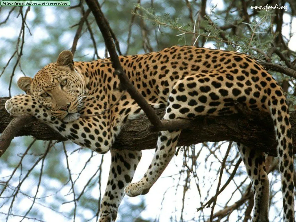 Animales y Animales » Leopardos