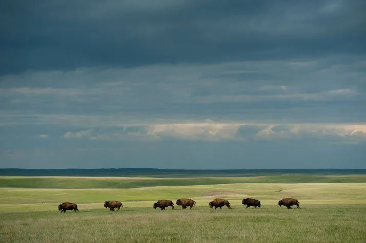 El mundo animal en movimiento - Taringa!