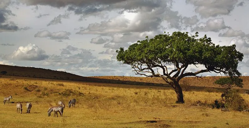 Mundo Animal: Sabana Africana