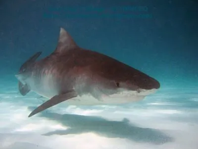 EL MUNDO ANIMAL: TIBURÓN TORO