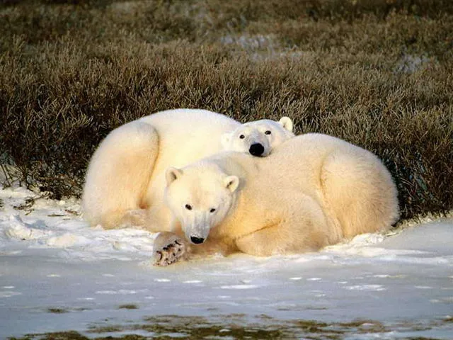 UN MUNDO MEJOR PARA LOS ANIMALES: LOS ANIMALES TERRESTRES