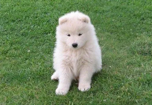 El Mundo del Cachorro: El Samoyedo | El Mundo del Cachorro