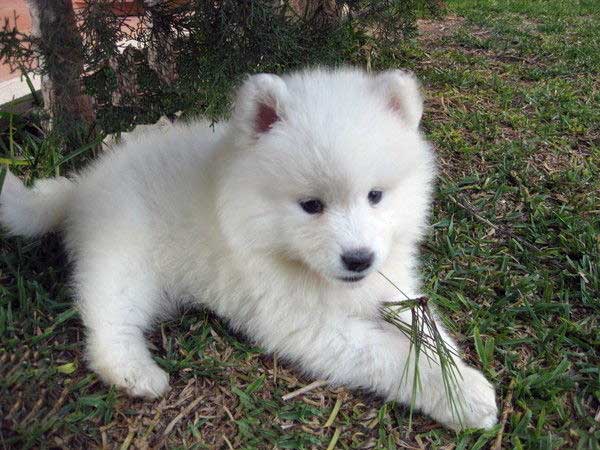 El Mundo del Cachorro: El Samoyedo | El Mundo del Cachorro