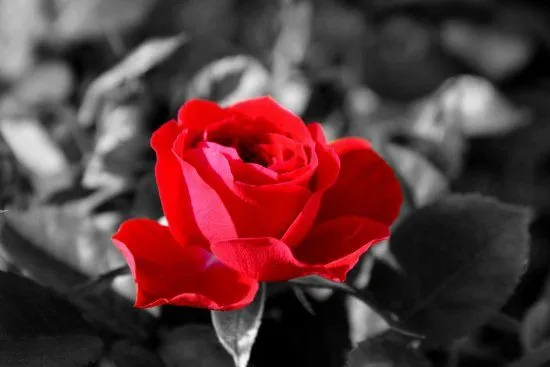 Imagen rosa roja en fondo blanco y negro - Imagui