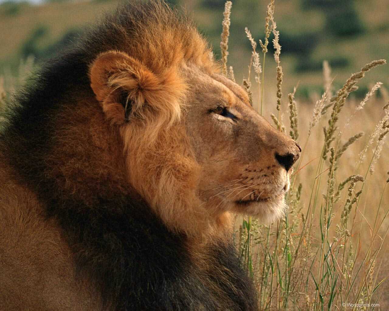 MUNDO DAKTARI: El león (Panthera leo)