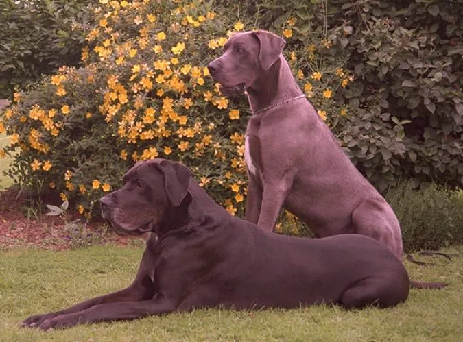 en el mundo el gran danes es uno de los gigantes mas celebrados perro ...