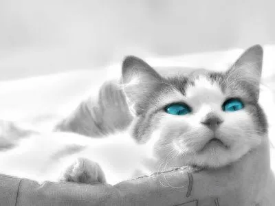 El Mundo De Los Felinos: Gatos de ojos azules