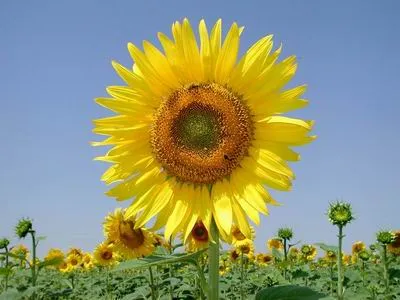 Mundo de las Flores: Conozca Más de Flores y Plantas