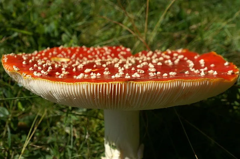 EL MUNDO FUNGI: Hongos venenosos