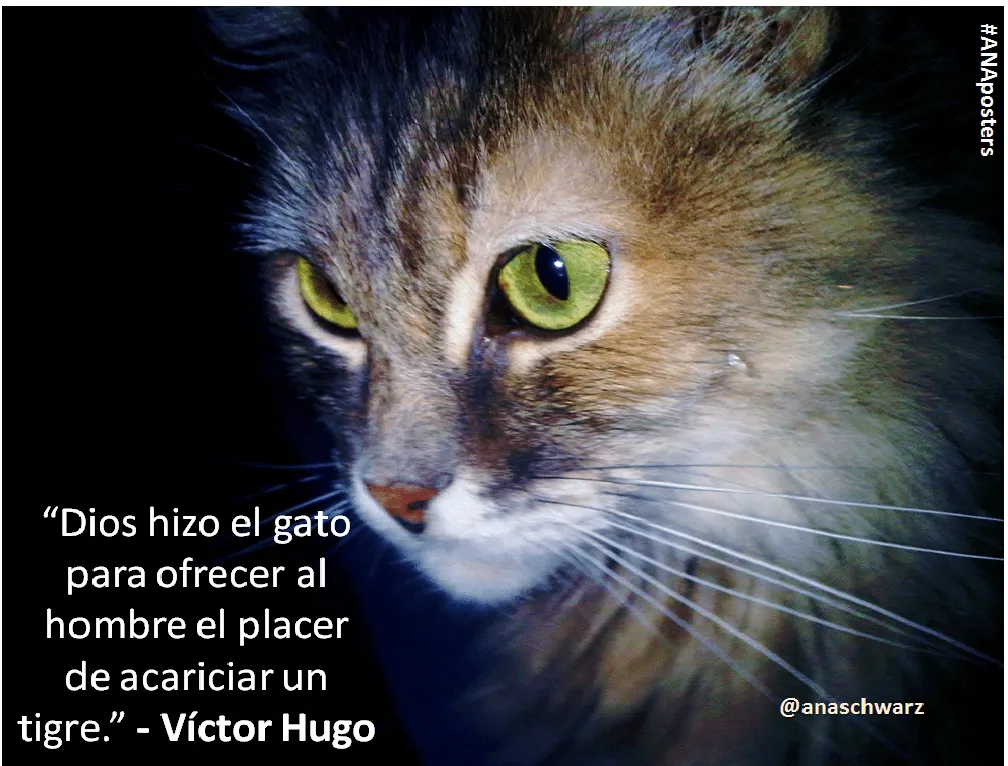 El MUNDO de los GATOS...: Alegatos de los GATOS