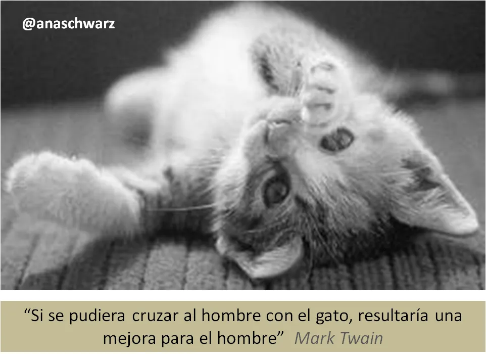 El MUNDO.... y los GATOS...: ...sobre los GATOS debes aprende que....