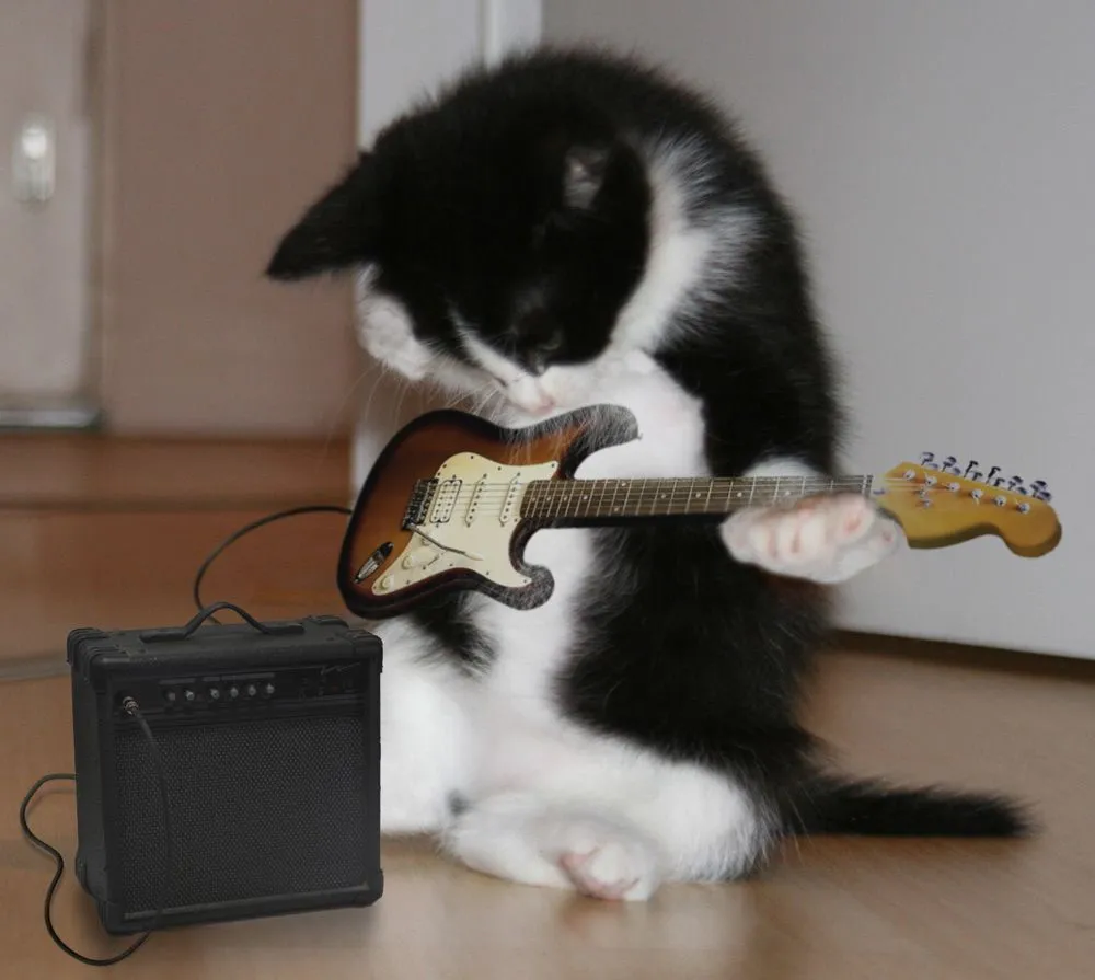 Mundo Gatuno Rau Rau - Gatetes y Monetes: Gato Guitarrista!