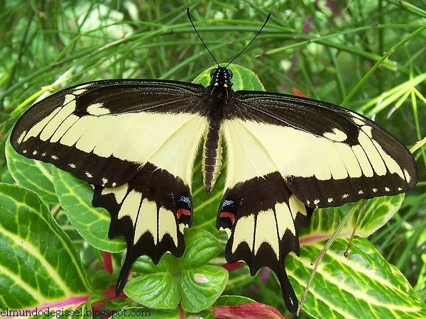 EL MUNDO DE GISSEL: MIS MARIPOSAS