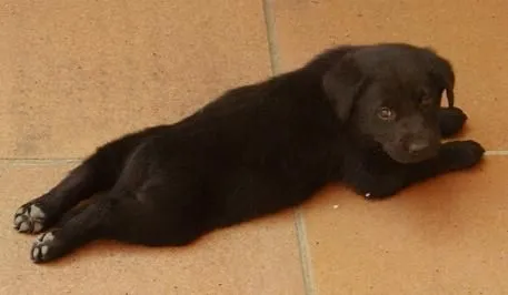 Mundo Golb: Newton, un Labrador Retriever Negro