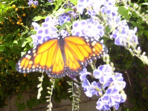 Mi lugar en el mundo: La historia de la mariposa