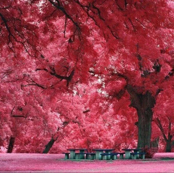 El Mundo en Imágenes on Twitter: "Árbol de Arce japonés, San ...