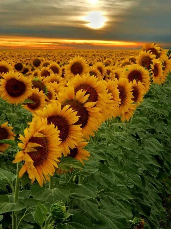 El Mundo en Imágenes on Twitter: "Campo de girasoles al atardecer ...