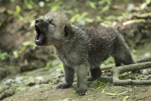 El Mundo en Imágenes on Twitter: "Cría de lobo ártico aullando ...