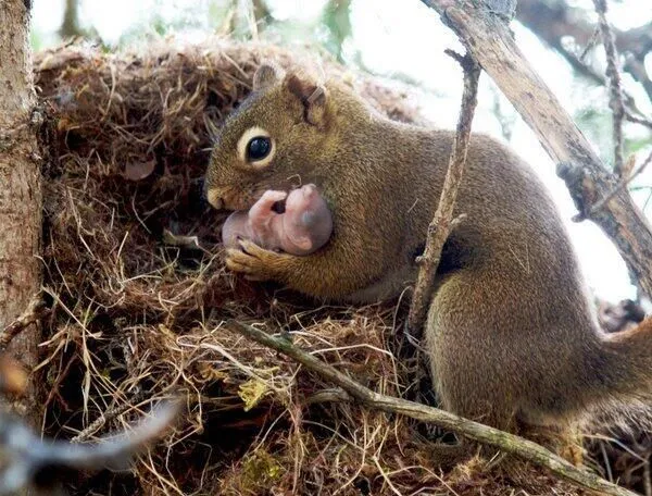 El Mundo en Imágenes on Twitter: "Las ardillas adoptan bebés de ...