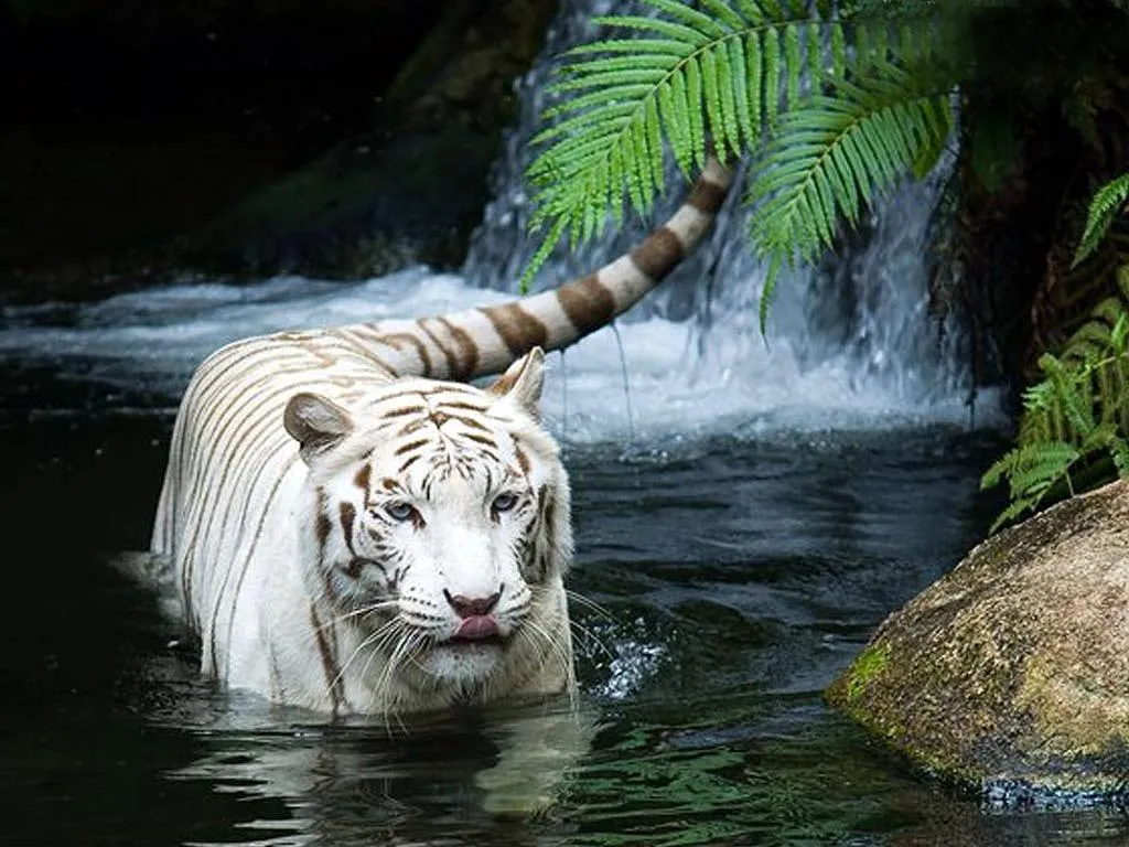 El Mundo De Lo Imaginable: Los Tigres De Bengala, Animales ...