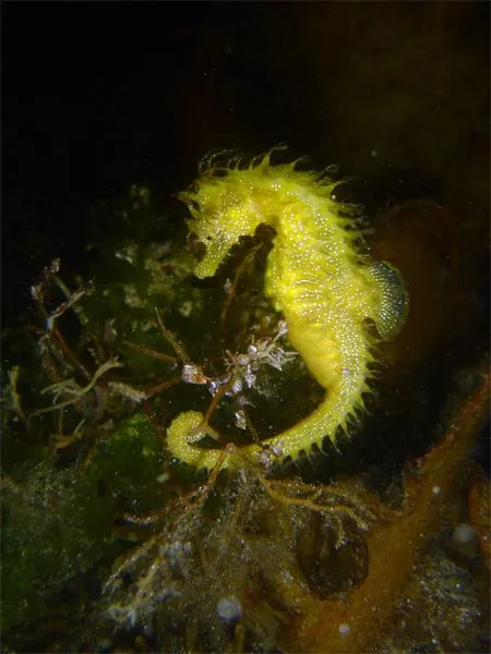 Un Mundo Invisible: Animales en peligro de extinción: Caballito de Mar