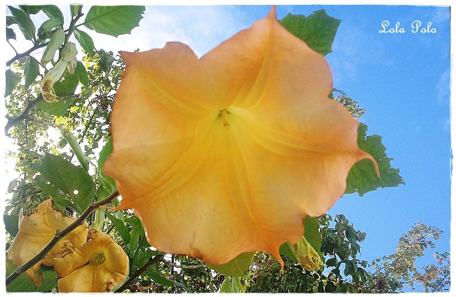 Mi Mundo a Través de una Lente: Flores de otoño