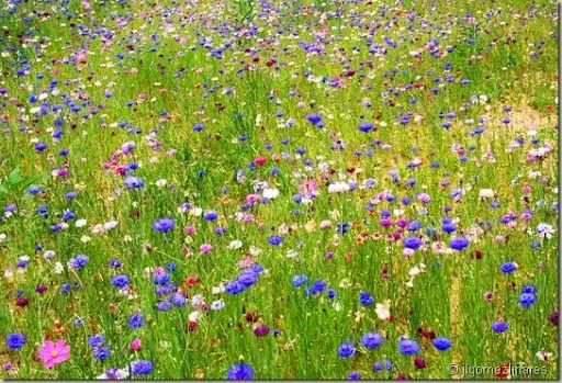 Un mundo lleno de flores