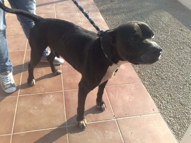 El mundo de los molosos (foro) - ***Acogido Italia*** TAY. Pitbull ...