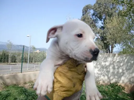 Cachorro pitbull blanco - Imagui