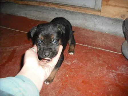 El mundo de los molosos (foro) - ***Adoptado*** Cachorro X Boxer ...