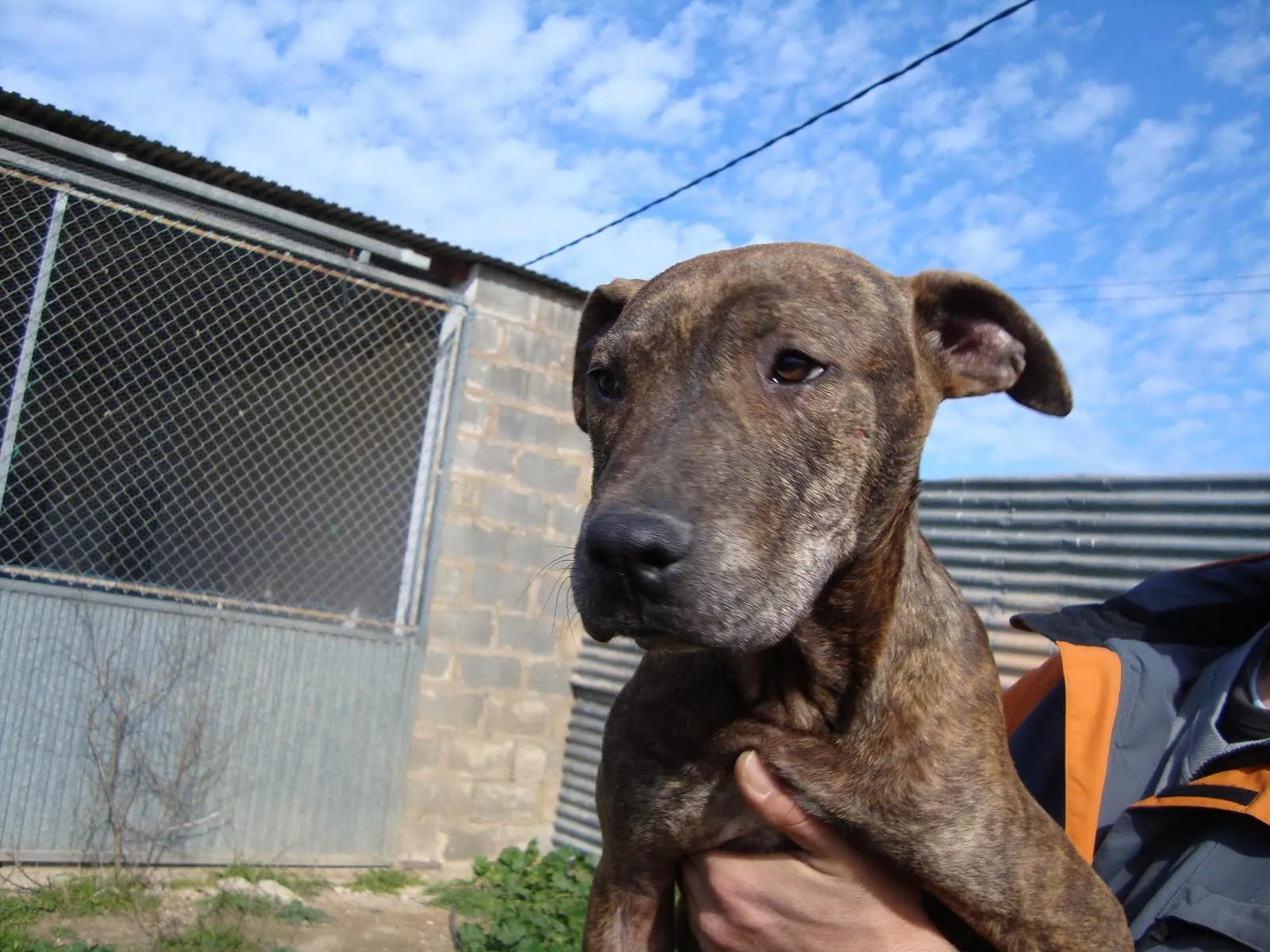 El mundo de los molosos (foro) - ***Adoptado*** Pitbull cachorro ...