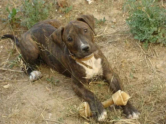 El mundo de los molosos (foro) - ***Adoptado*** Pitbull atigrada ...