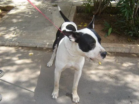 El mundo de los molosos (foro) - ***Borrado*** 12. Pitbull blanco ...