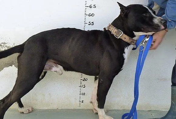 El mundo de los molosos (foro) - ***Borrado*** HARRY.Pitbull negro ...