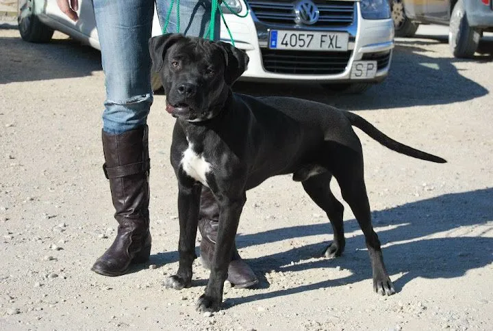 El mundo de los molosos (foro) - ***Borrado*** X Pitbull negro 8 ...