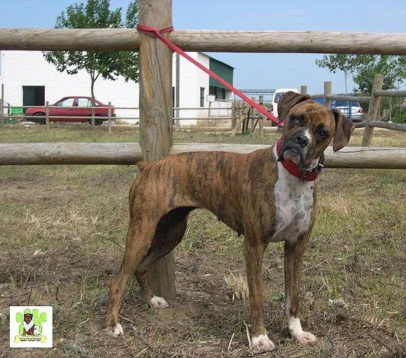 Boxer atigrada - Imagui