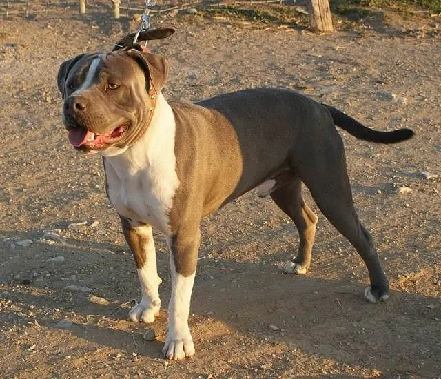 El mundo de los molosos (foro) - Robado_ROCCO. Pitbull gris ...