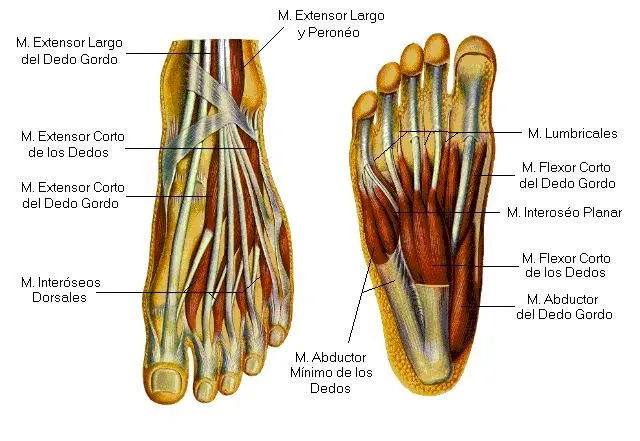 EL MUNDO DEL MUSCULO: Disección de los músculos del pie