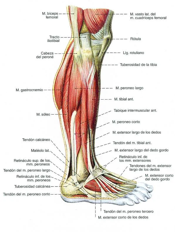 EL MUNDO DEL MUSCULO: Disección de los músculos del pie