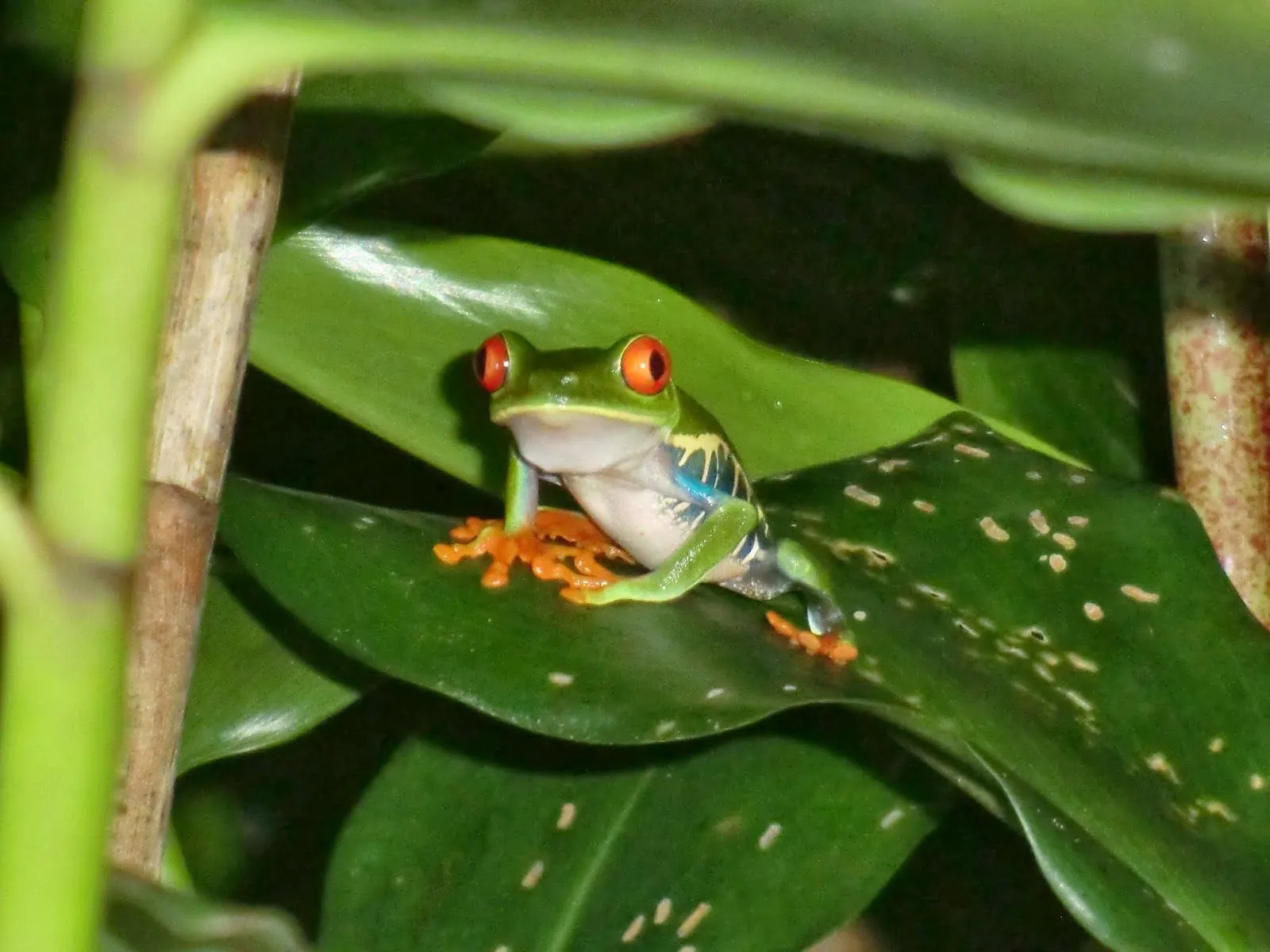 El mundo a tus pies: Parque Nacional de Tortuguero, el desove de ...