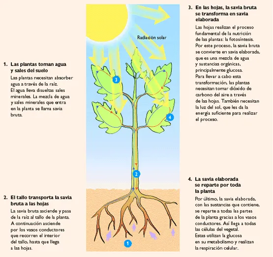 El mundo de las plantas: NUTRICION EN LAS PLANTAS, CIRCULACION ...