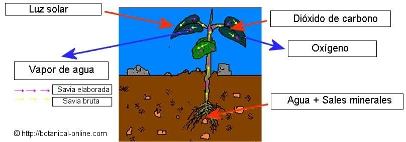 El mundo de las plantas: Las plantas se alimentan y respiran